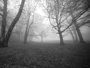 trees, grass, Fog, viewes