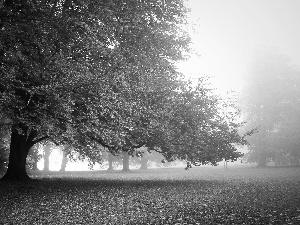 trees, Leaf, Fog, viewes