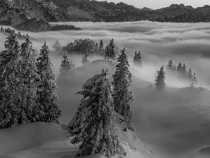 viewes, winter, Mountains, Fog, Spruces, trees