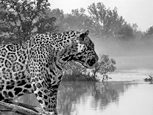 Fog, Jaguar, water