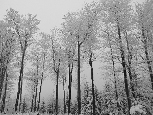 viewes, high, Fog, winter, forest, trees