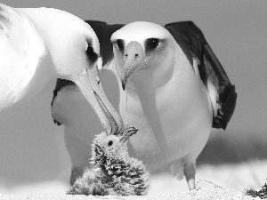 albatrosses, folks