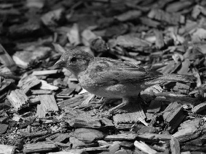 sparrow, food