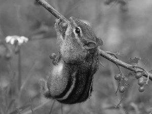 food, Chipmunk, twig