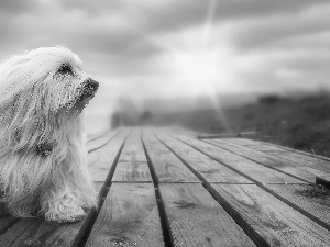 footbridge, dog, Havanese