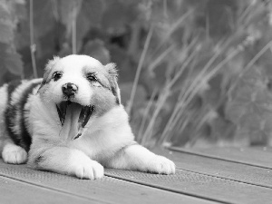 honeyed, Australian Shepherd, footbridge, Puppy