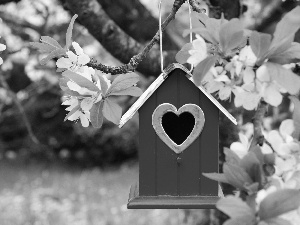 Bird, trees, birds, Meadow, flourishing, for, Spring