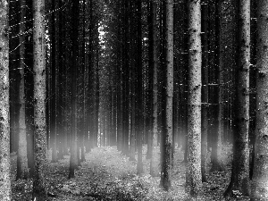 black and White, forest