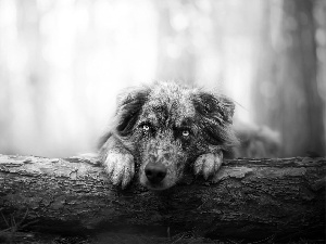 dog, log, forest, Australian Shepherd