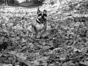 forest, autumn, Path, Leaf, Pit Bull