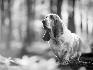 stump, Basset Hound, forest