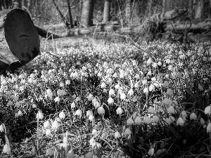 forest, Flowers, viewes, Lod on the beach, trees, Leucojum