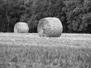 Bele, Field, forest, Hay