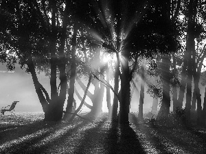 Sunrise, forest, Bench, rays