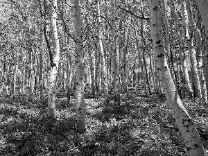 birch, forest