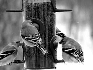 forest, sparrows, Bird