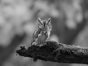 forest, owl, branch