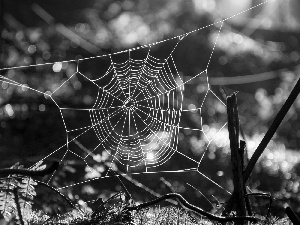 Web, fern, forest, branch pics