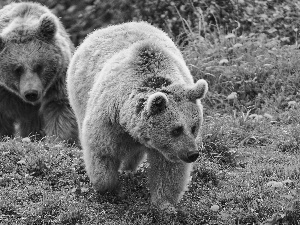 forest, bears, brown