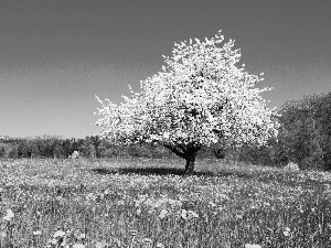 forest, Spring, Colourfull Flowers, trees, Meadow