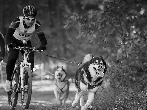 cyclists, Husky, forest, Dogs