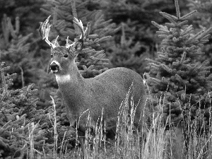 deer, forest