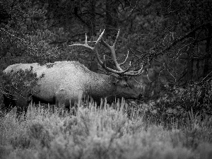 deer, forest