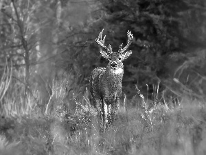 deer, forest