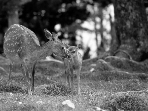 forest, Two, deer