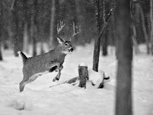 forest, winter, deer