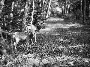 deer, forest