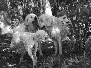 forest, dirty, Dogs