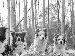 Dogs, forest