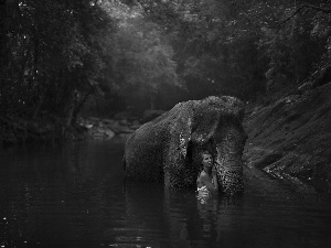 Elephant, Pond - car, forest, Women