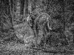 fawn, forest