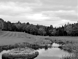 Field, Pond - car, forest, Course