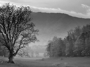 Mountains, Park, Meadow, national, Tennessee, forest, Fog