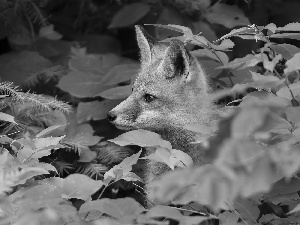 forest, young, fox