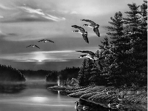 geese, water, forest, Canadian
