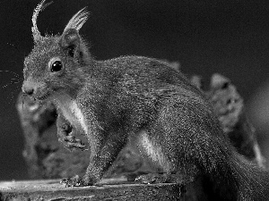 Ginger, trunk, forest, squirrel