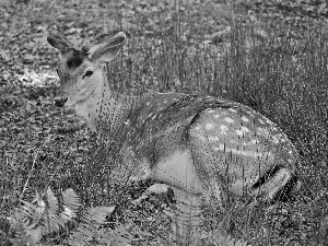 forest, deer, grass