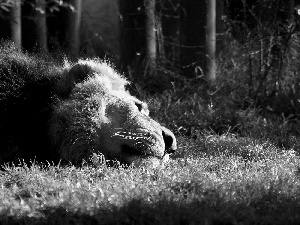 forest, Lion, grass