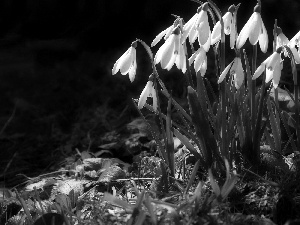 forest, snowdrops, grass