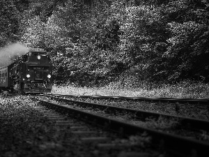 viewes, steam train, forest, trees, Green