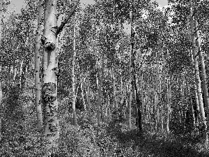 birch, Spring, forest, Hill-side