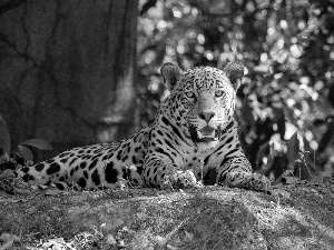 forest, lying, Jaguar