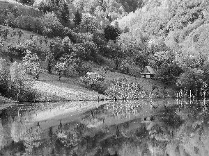 forest, Spring, lake