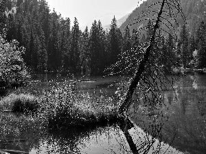 lake, trees, forest, withered