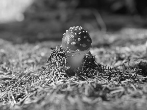 forest, toadstool, litter