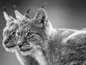 forest, Steam, Lynx